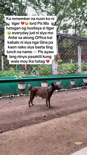 Justice for Tiger: A Heartfelt Tribute