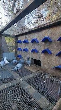 Loft size and Aviery,racing pigeon. ‪@goldeneyeloft‬