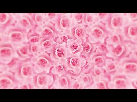 4K Romantic Pink Rose Flower Video Background || Love,Romantic,Wedding motion video Background loop