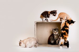 London For Cat People | 8 Things To Do In London If You Love Cats