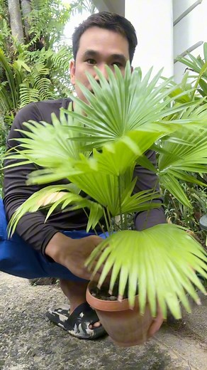 dito naman tayo sa ANAHAW PLANT TREE kung paano ang pag tanim nito #anahaw #planttrees #propagation #plants #gardeningtips | Jayson Gaylan