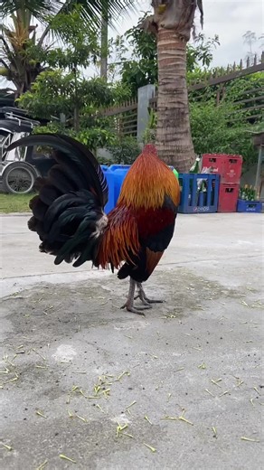 Exploring the Passion for Sabong in Filipino Culture