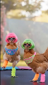 Jump around 🐓 | Pocket Macro