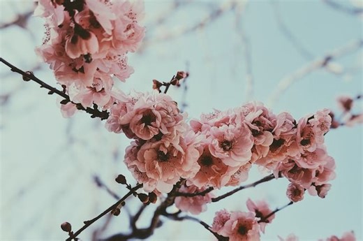 6 Bunga yang Dijadikan Simbol dari Berbagai Negara dan Maknanya, Apa Saja? | Kids