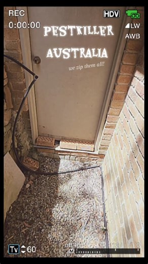 #pestkilleraustralia #spidercontrol #cockroachcontrol #pestcontrol #sydneyhomes #SydneyLocalBusiness | Pest killer Australia
