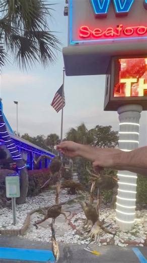 145 reactions · 46 shares | Seafood Buffet Myrtle Beach. All you can eat Crabs at Seafood World. #seafood #buffet #myrtlebeach #crab | Seafood World Restaurant | Facebook