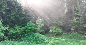 Aerial View of Mystical Forest Woodland Sunrise in the Misty Forest Fog