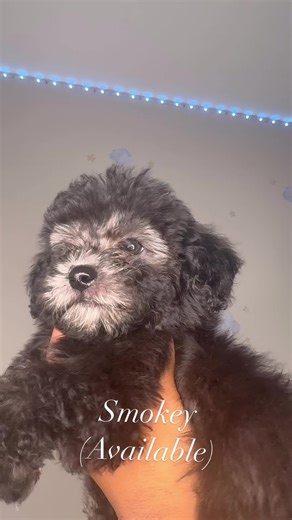 Smokey is 10 weeks old silver toy poodle an he is ready to meet his new family🏡💕 #fyp #fypシ #fypシ゚viral #fy #4u #trending #viral #poodle #toypoodle #silverpoodle #fureverhome #puppy #dog #littletoypoodle #charlotte #charlottenc #wedeliver #delivery #breeder #dogbreeder