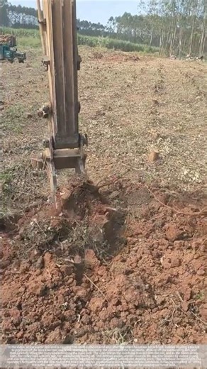 Excavator clearing tree roots#shorts