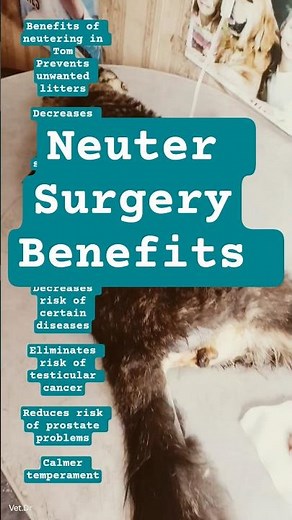 Benefits of neutering surgery in Male Cat #cat #vet