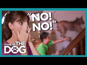 Out of Control Dog Tears Through House and Bullies their Owner! | It's Me or the Dog