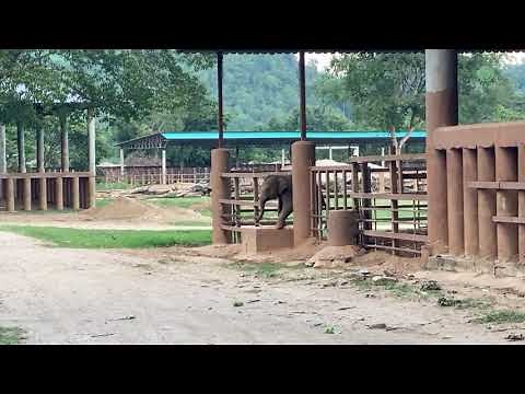 Baby Elephant Sneaking Out From His Enclosure At The End Of The Day - ElephantNews