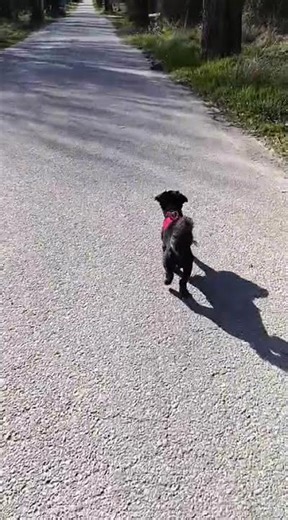 chien shih tzu à l'adoption découvrez PISTON