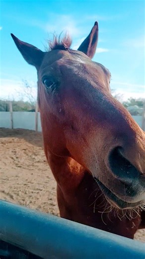 We all need more poop #superfuntime #garden #cuteanimal #gardening #horse