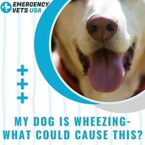 Why Is Your Dog Wheezing | Common Causes & Treatment Options