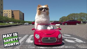 10K views · 394 reactions | May is Motorcycle Safety Awareness Month! This May, and every day, our goal at Ride Smart Florida is to bring awareness to motorcycle safety. That means reminding motorcyclists to ride smart and other drivers to always watch for motorcycles! #RidesmartFL #Mayismotorcyclesafetymonth #watchformotorcycles #kodathefluff #looktwicesavealife | Ride Smart Florida | Facebook