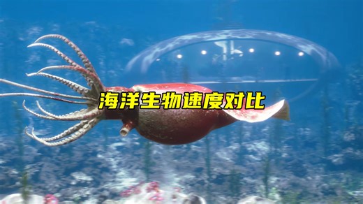 海洋生物速度对比