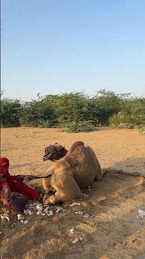 🐪 جمل الصحراء يحاول أكل الفتاة! مشهد لا يُصدق من صحراء