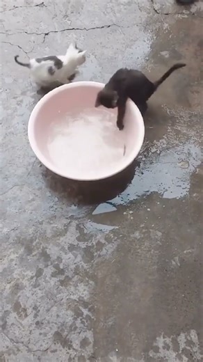 Curious Kitten Chasing Fish 🐾💦