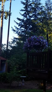 1.8K views · 308 reactions | Enjoying a beautiful July morning.. Have a great day everyone.... | Littlemisshope | Facebook