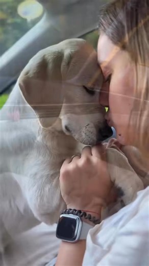 Discover the Labrador dog breed 🐶 #labrador #labradorretriever #lab _082 | Sean Hardacre