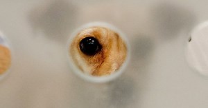 Staffers and volunteers at Seattle Humane describe toxic environment, chaotic policies as animal adoptions fell