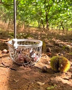 A new way of picking up chestnuts | Lilyon
