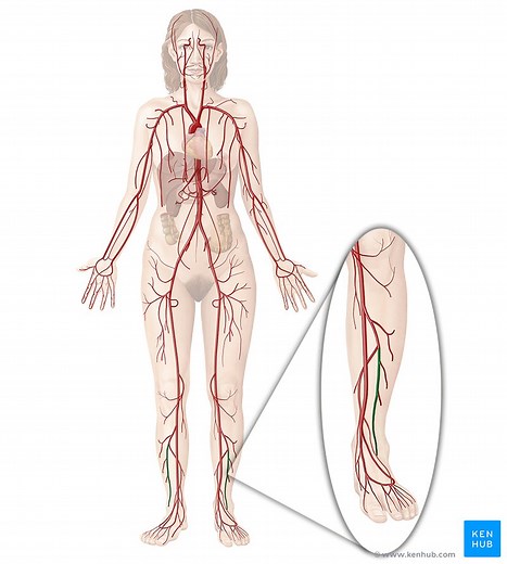 Fibular (peroneal) artery