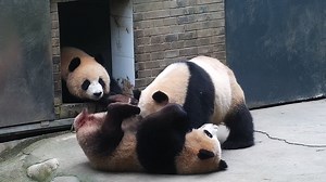 7.8K views · 1.3K reactions | Smart panda’s creed: Just be an onlooker, don’t get involved in any fights. #HiPanda #CCRCGP For more panda information, please check out: https://en.ipanda.com | iPanda | Facebook