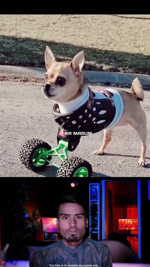 একি বুদ্ধি! কুকুরের কষ্ট দূর করলেন মালিক | Amazing Dog Wheelchair🔥 #dogshorts #viralshorts #shorts