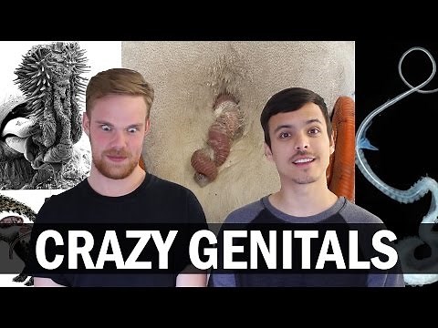 The 6 Craziest Genitals Found In Nature
