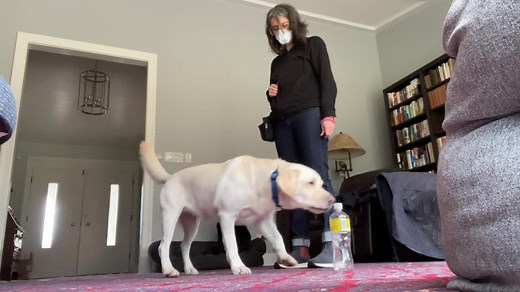 KPA faculty member Kiki Yablon (Kiki Yablon Dog Training) is leading the upcoming Dog Trainer Professional program in Nashville! Learn from home for the six-month online portion of the course with access to 1:1 faculty mentorship and virtual connection with fellow classmates. Hone your skills when you travel with your dog to the workshop in Nashville with five days of integrated training, education, and certification-assessment! Kiki Yablon, KPA CTP, CTP, CPDT-KA, is a member of the Karen Pryor