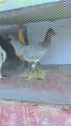 ‏#زعيم الدجاج 🐓✨#07737602128
