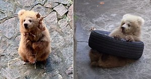 11-month-old bear cub Junjun in Shanghai wins fans with playful antics