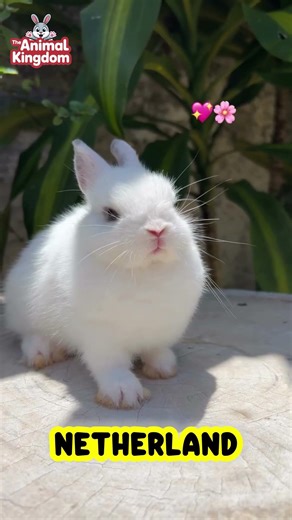 Worst Rabbit Breeds for Beginners (Be Careful!)