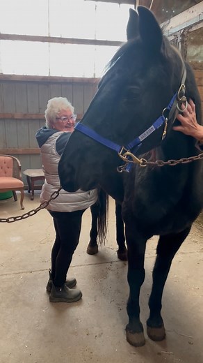 MAX gets a nice massage from Marianne. Such a lucky horse! | Trillium Equine Complex