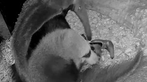 28K views · 1.6K reactions | This birth signals hope for anteaters!  | Daily Mail Video | Facebook