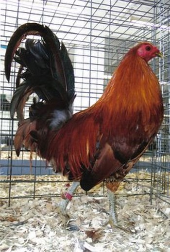 Ginger Red Standard Old English Chickens | Cackle Hatchery®