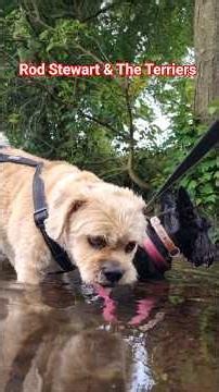 The Water Terriers 🤗