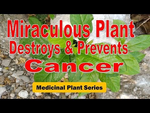 Benefits of Guinea Hen Weed: Jamaican Herbs - Medicinal Plant Series - #guineahenweed