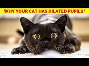 Don’t Ignore This: 4 Reasons Your Cat’s Pupils Dilate!