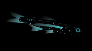 Fish with Flashlights