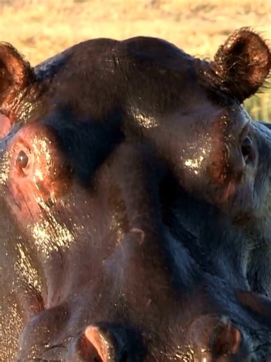 Hippo Bull Defends Territory in Kruger National Park
