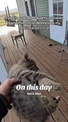 Kayla Thompson | SageWind Farmstead on Instagram: "one of my favorites of Wednesday being Wednesday. #childfree #catsoftiktok #kitten #soup #barncat"