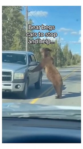 58K views · 2.6K reactions | I taught the cub fetch #wholesome #animals | Animals Discovery | Facebook