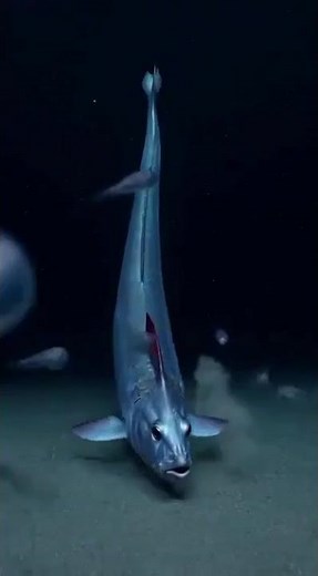 Giant Oarfish Descending Into the Mariana Trench | Deep Sea Encounter