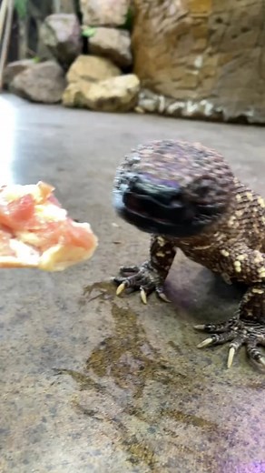 5.4K views · 277 reactions | Feeding a VENOMOUS LIZARD This is a Mexican Beaded Lizard and they are actually one of two species of venomou | Domingueze | Facebook