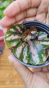 Begonia Leaf propagation| Successful propagation method Mamalyn's Garden #plantpropagation #begonia | Mamalyn's Garden