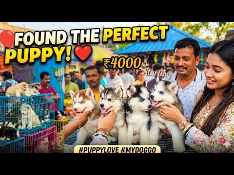 RECENT DOG PUPPY PRICE UPDATE| GALLIF STREET DOG MARKET KOLKATA| CHEAPEST PRICE| 10 MAY 2026