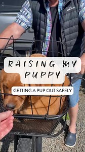 Don't keep your pup at home! ❌❌❌⁠ ⁠ It's essential to get your puppy out and about extensively from 8 - 16 weeks old (yes, even if they're not fully vaccinated).⁠ ⁠ They NEED that socialisation and exposure to the world in order to grow into happy, confident, sociable dogs. 🐶⁠ ⁠ The key is to find a way to do it safely, so they're not at risk of catching a virus from the ground. ⁠ ⁠ Here I'm introducing Awa to my bike basket, which is one way I'll be taking him out and about. You can also carry